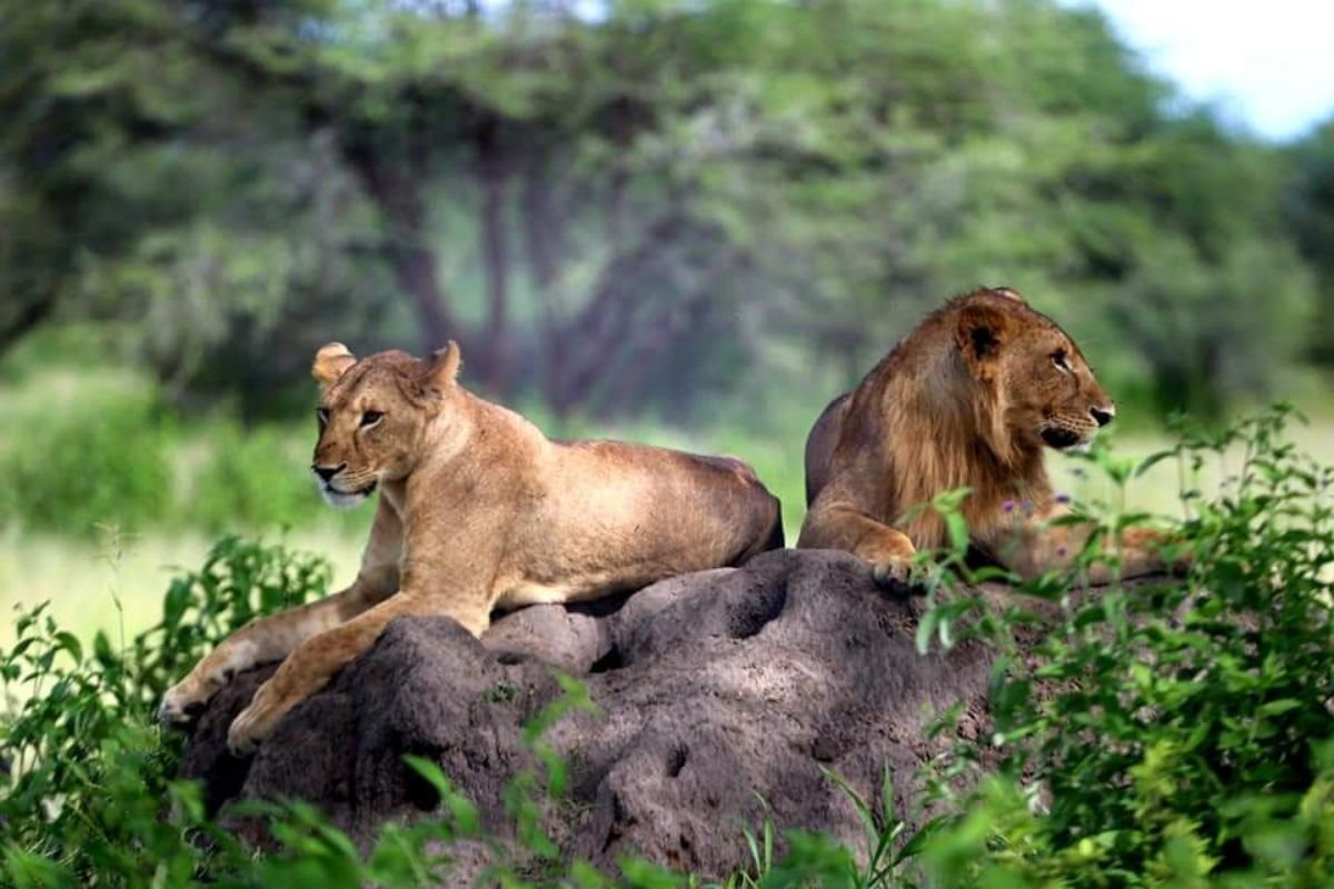 10 days Tanzania Safari and Zanzibar Beach