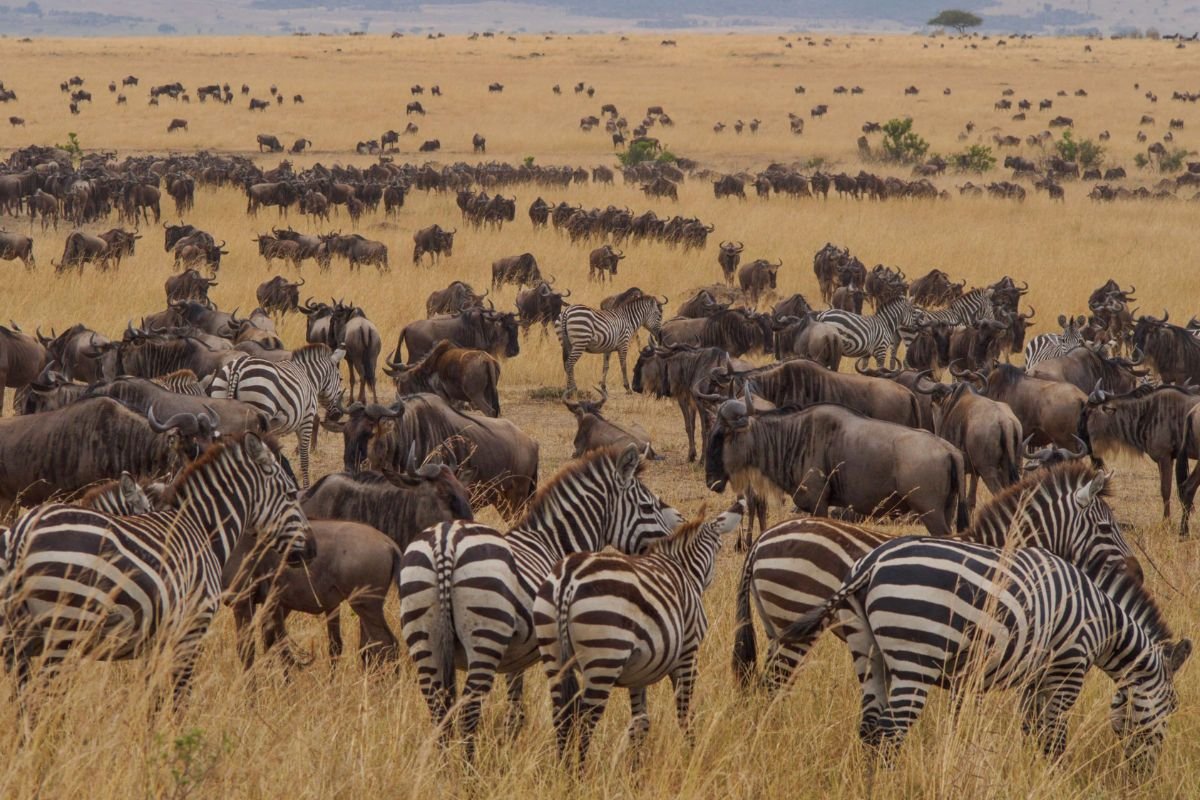 Serengeti - Ngorongoro