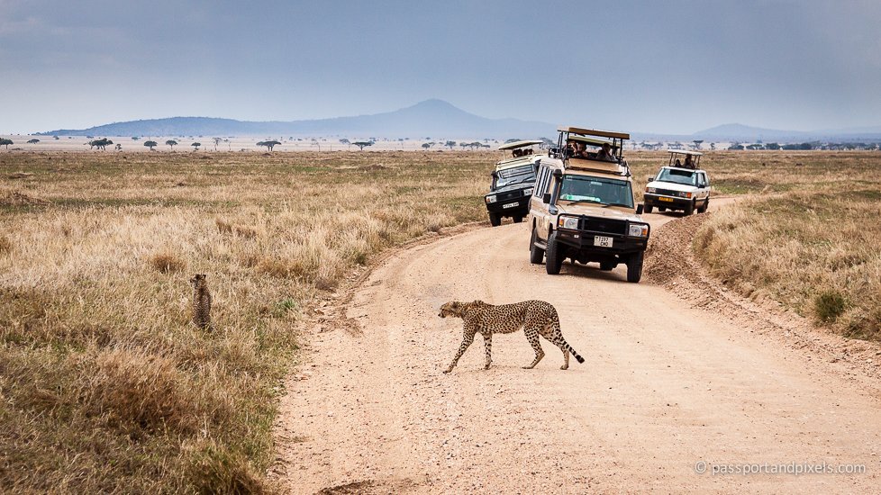 Tailor your Tanzania Safari
