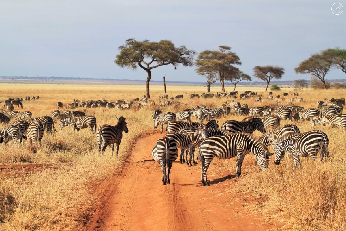 tarangire national park Unity Tours and Safari