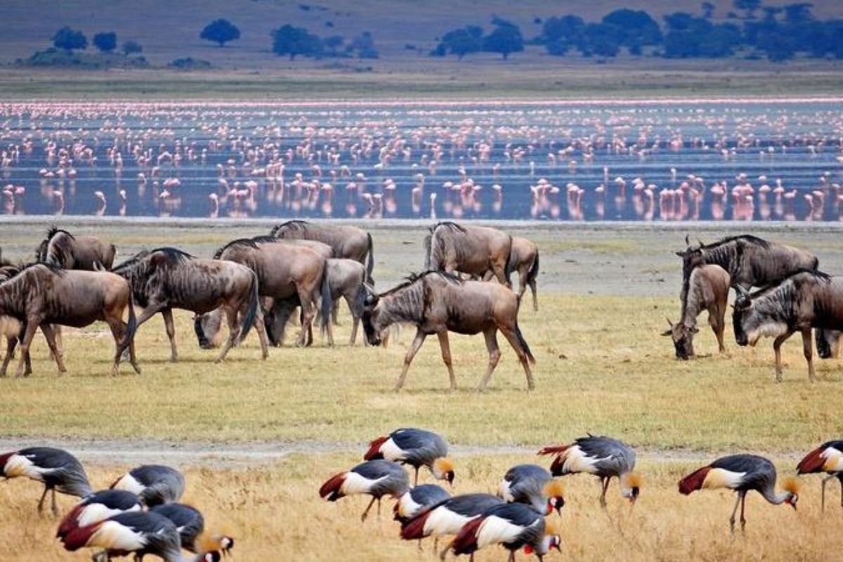 Lake Manyara National Park The Complete Guide