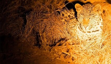 night game drive | Unity Tours and Safari