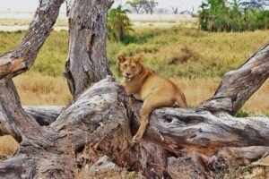 Read more about the article Land The Perfect Shot On A Tanzanian Photo Safari